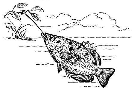 Illustration: Archerfish shooting water at a bug on a tree branch